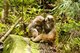 China: Rhesus monkeys (Macaca mulatta) grooming, Wulingyuan Scenic Area (Zhangjiajie), Hunan Province